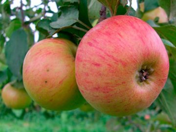 Сладкие сорта яблонь для Подмосковья - летние, осенние, зимние, колоновидные